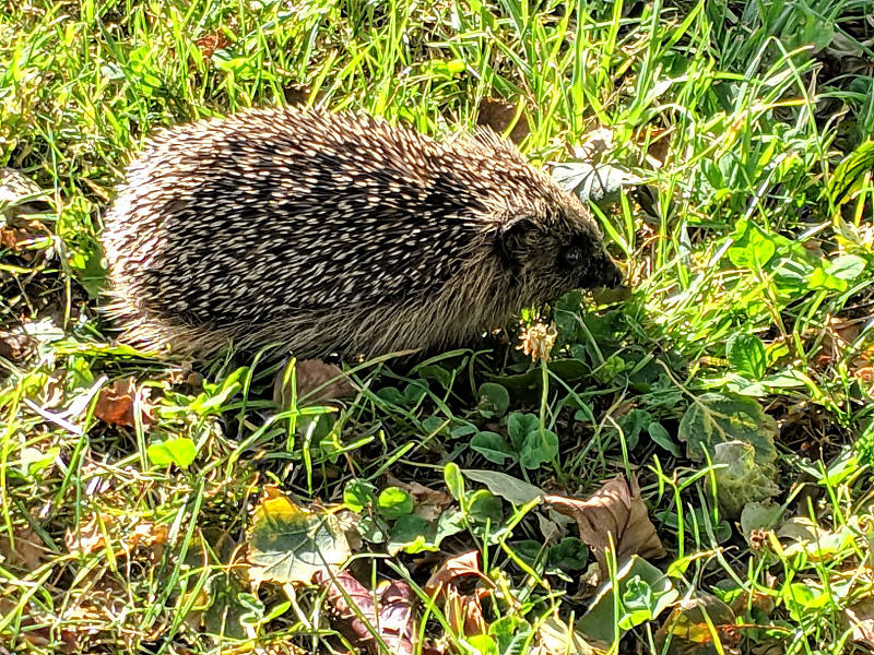 Christchurch, hedgehog