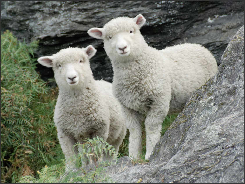 New Zealand Sheep