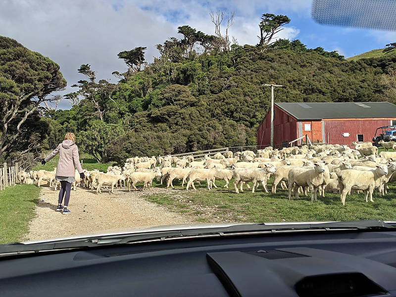 Sue sheep herding