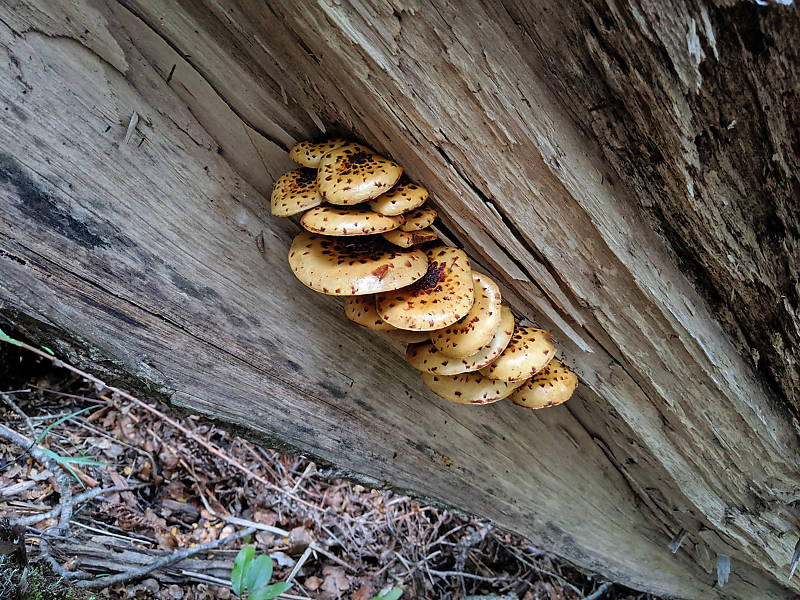 spotted mushrooms