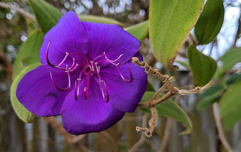 Purple Flower_WEB