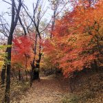 Fall Colors  in Seoul, South Korea