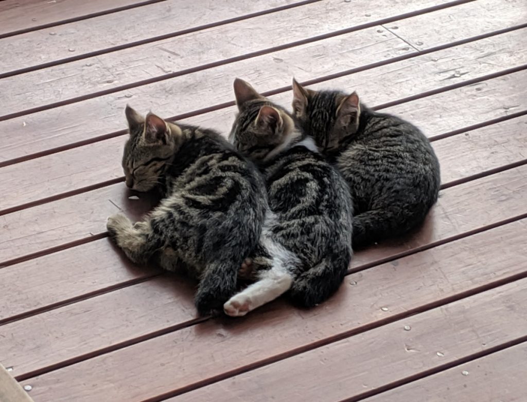 3 little kitties