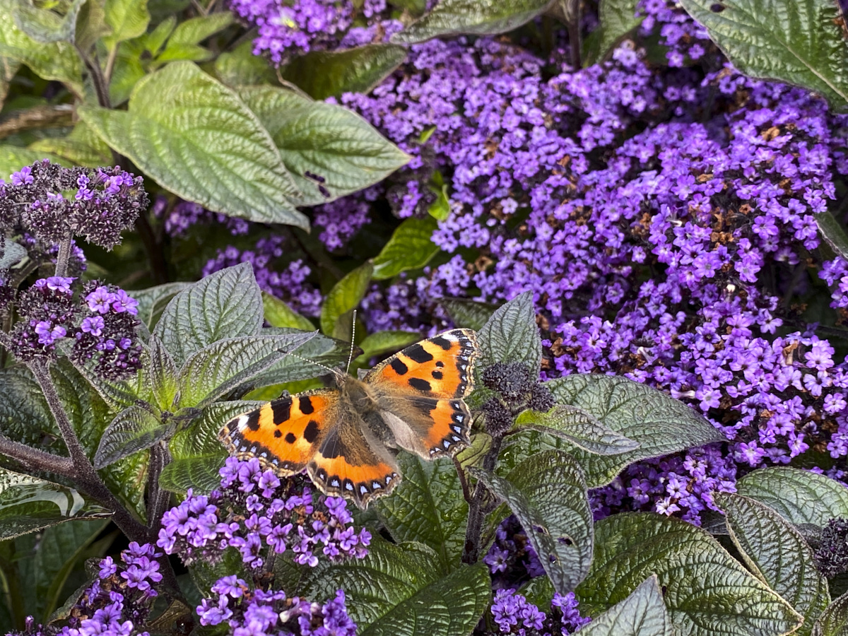 Dublin, Ireland butterfly