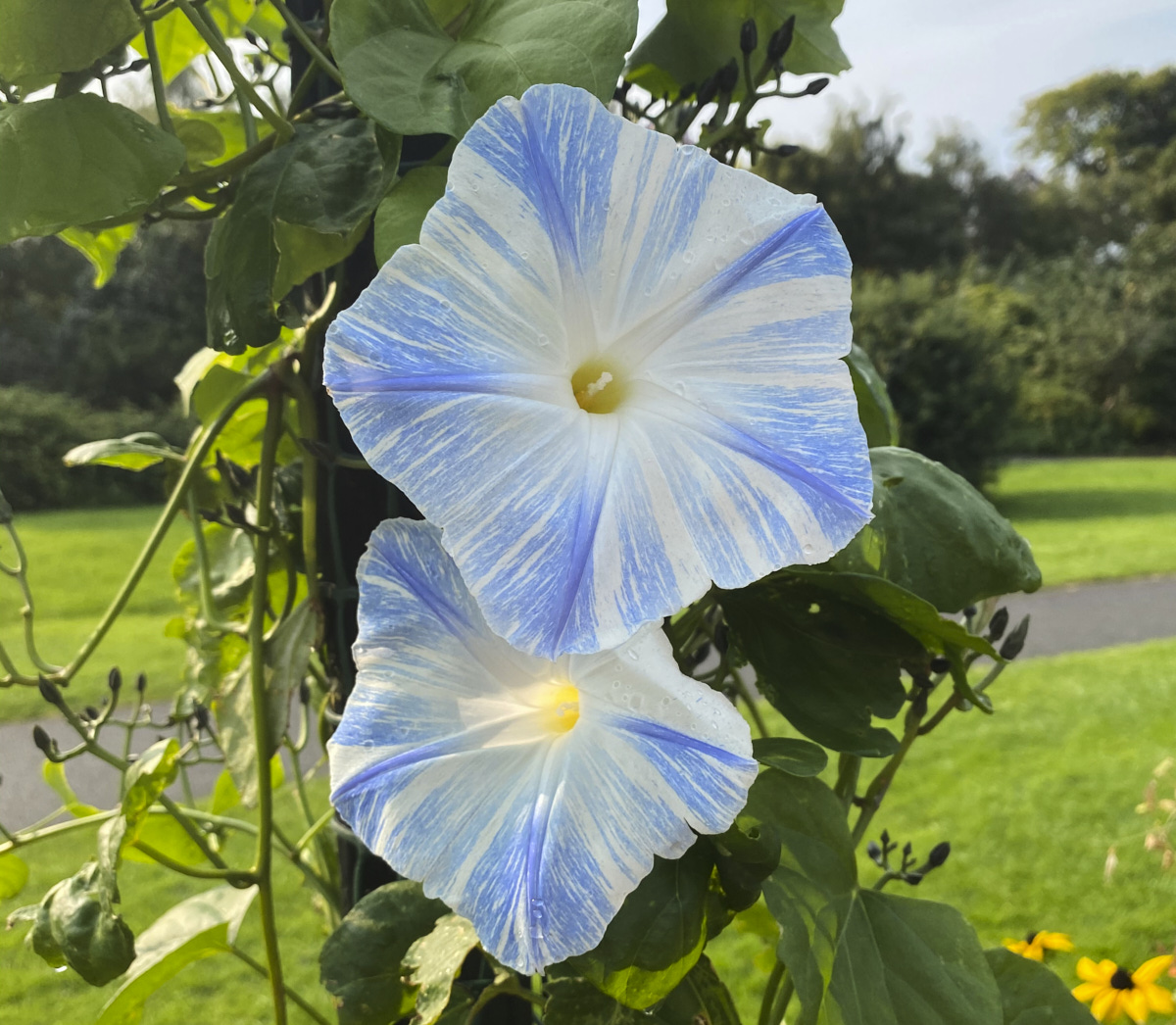 Morning Glory from Botanical Garden Dublin