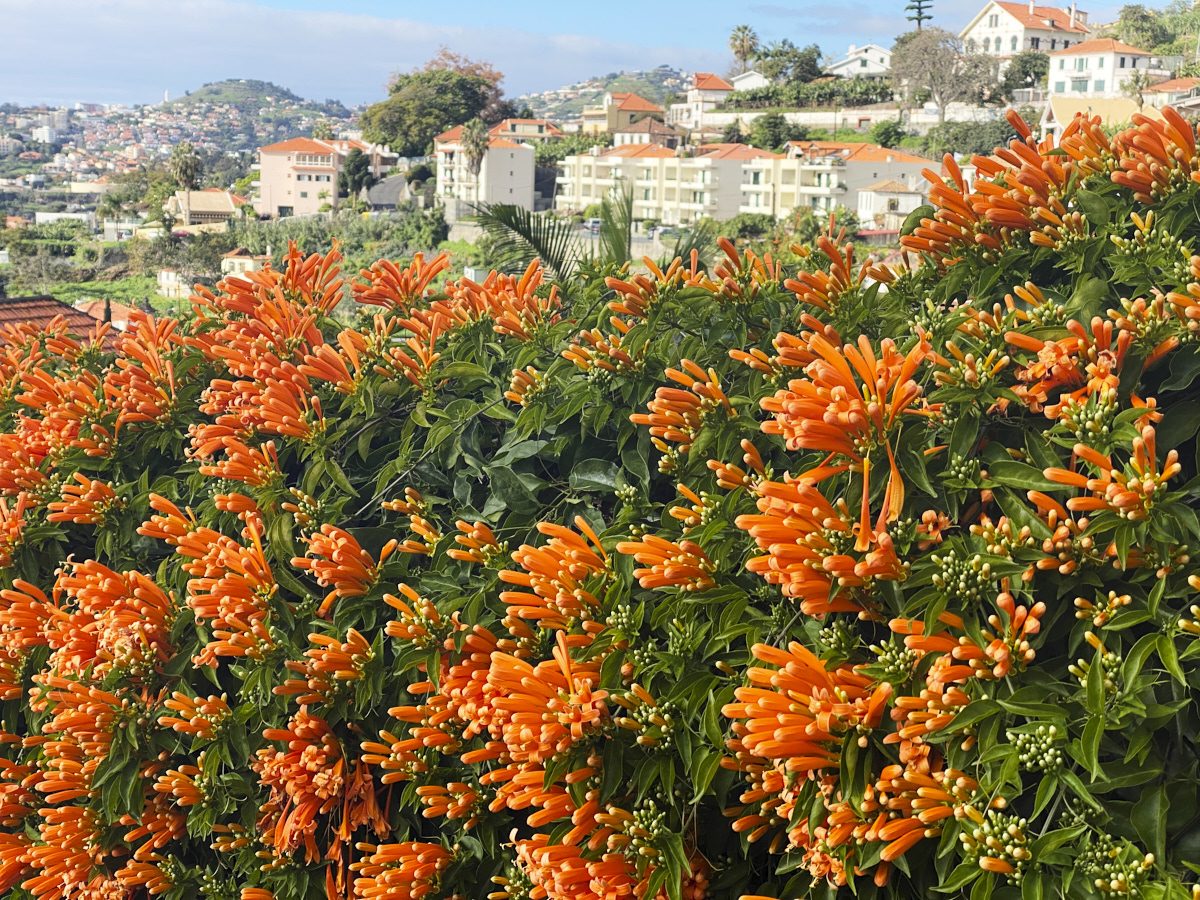 Flowers of Funchal