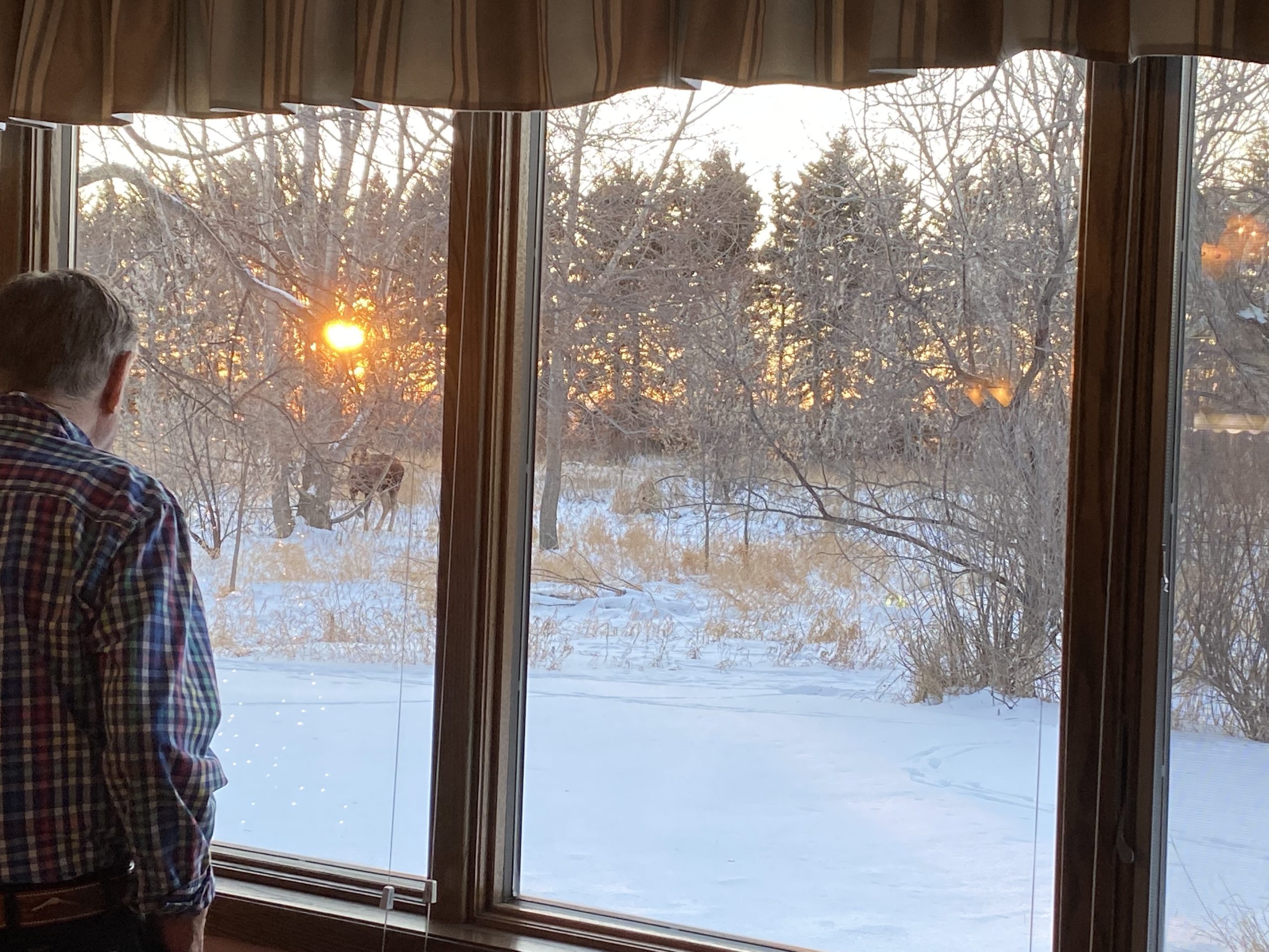 Dad watching moose in the back yard