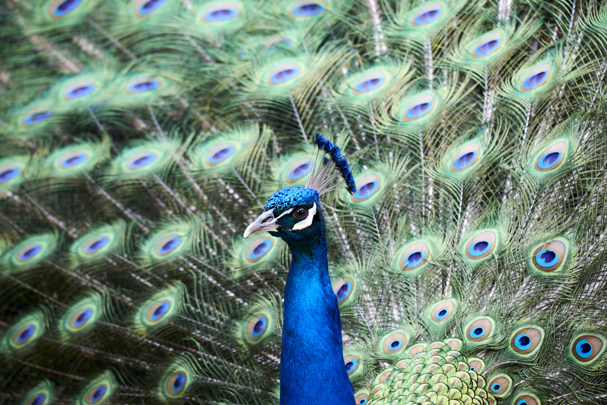 Peacock at The Yardenit Baptism Site